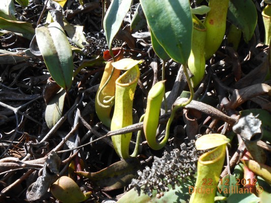 Nepentes plante carnivore NC
