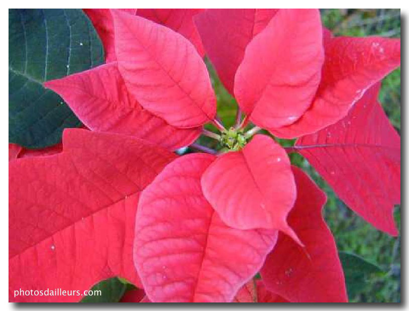 POINSETI