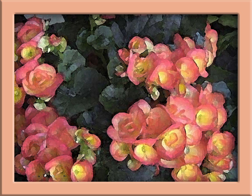 begonia2