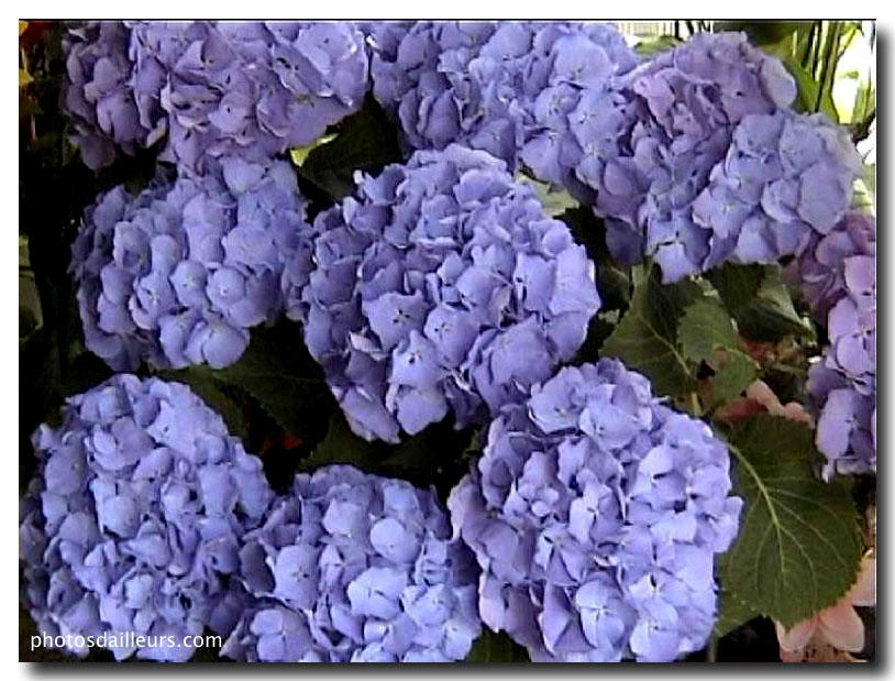 hortensia