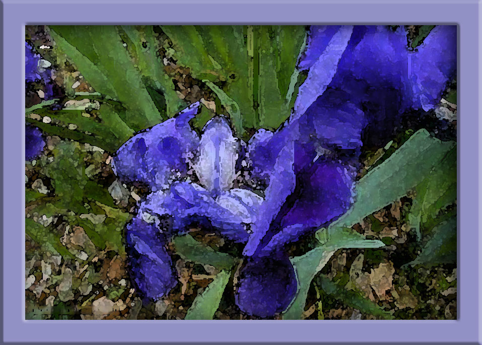 iris04