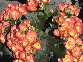 begonia1