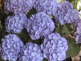 hortensia