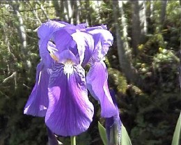 iris1