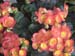 begonia2