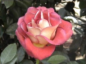 rose06